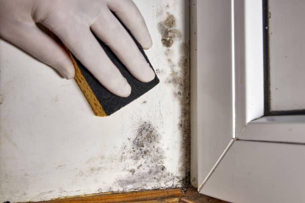 Water damage restoration mold remediation